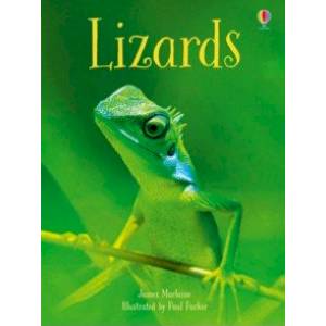 Lizards