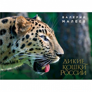 Дикие кошки России: иллюстрированный авторский фотоальбом