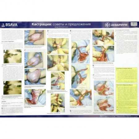 Плакат 'Техника кастрации' 84х59см (в тубусе)