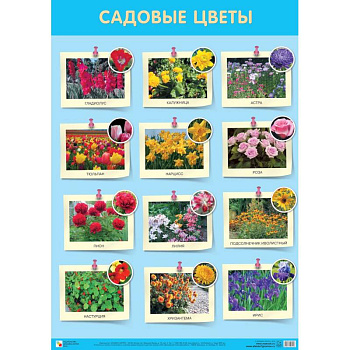 Садовые цветы